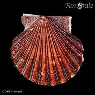 صورة Leptopecten Verrill 1897