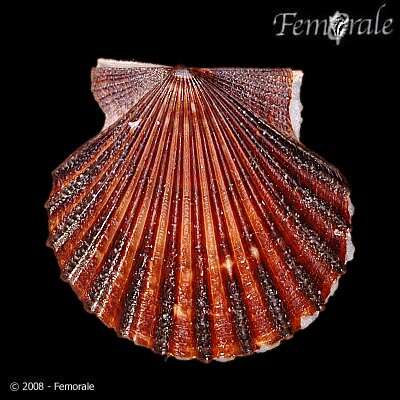 صورة Leptopecten Verrill 1897