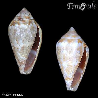 Image of cone snails