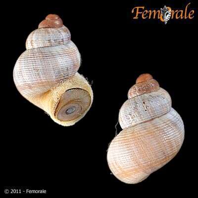 Image of Pomatiidae