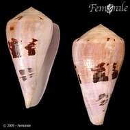 صورة Conus tisii T. C. Lan 1978