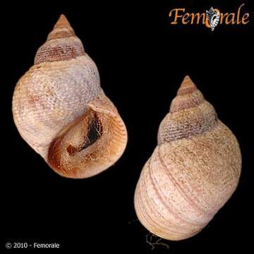 Image of Mangrove periwinkles