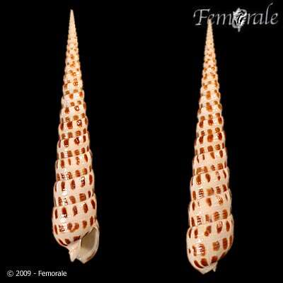 Image of Needle Whelks