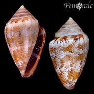 Image of cone snails