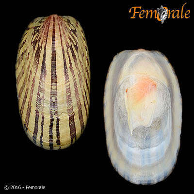 Image of Septaria Férussac 1807