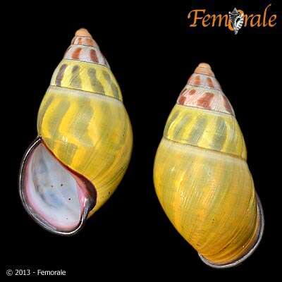 Image of <i>Amphidromus floresianus</i> Fulton 1897