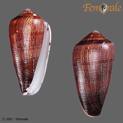 Image of cone snails