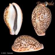 Image of cowrie