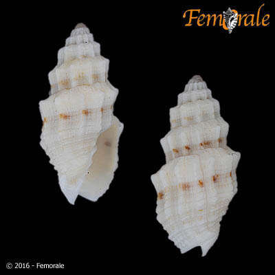 Image of Turbinelloidea Rafinesque 1815