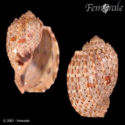 Image of Harp Snails