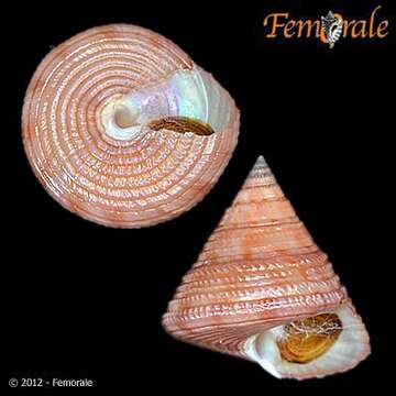 Calliostomatidae Thiele 1924的圖片