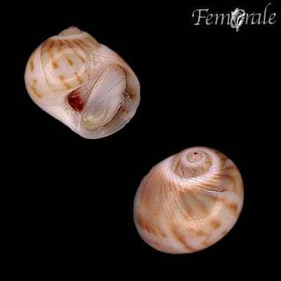 Image of moon snail