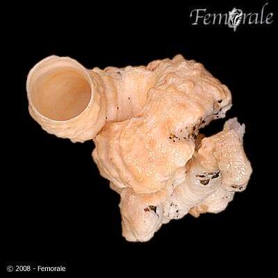 Image of worm-snails