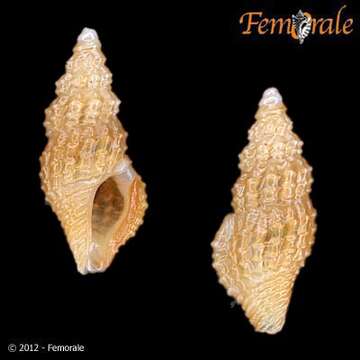 <i>Glyphostoma johnsoni</i> Dall 1892 resmi