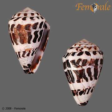 Image of cone snails