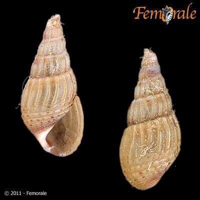 Image of <i>Sermylasma venustula</i>