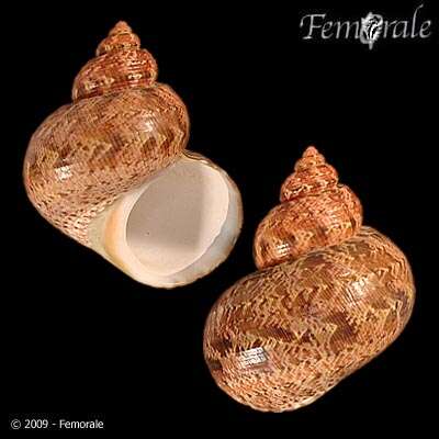 Image of turban snail