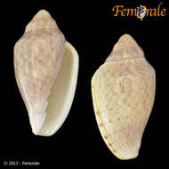 Image of Marginella Lamarck 1799