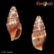 Слика од Turbinelloidea Rafinesque 1815