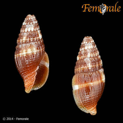 Слика од Turbinelloidea Rafinesque 1815