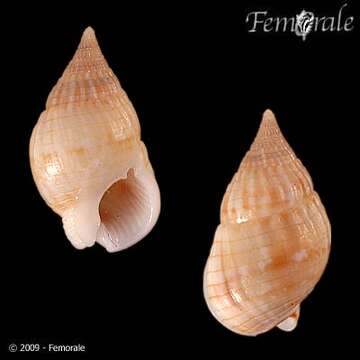 Image of nassa mud snails