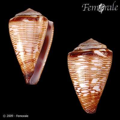 Image de Conus crotchii Reeve 1849