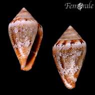 Image of cone snails