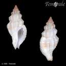 Cytharomorula springsteeni Houart 1995 resmi