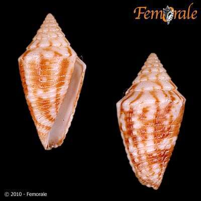 Image of Conasprella Thiele 1929