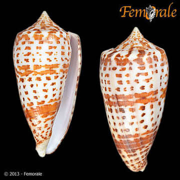 Image of Conus lynceus G. B. Sowerby II 1858