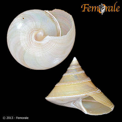 Image of Calliostoma Swainson 1840