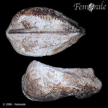 Image of Arcidae Lamarck 1809