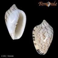 Image of Marginella Lamarck 1799