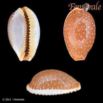 Image of half-extending cowry