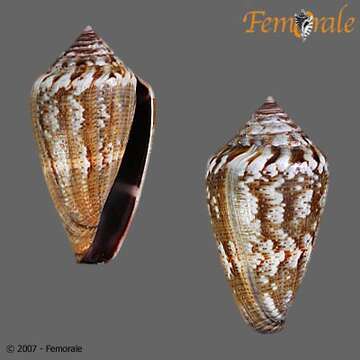 Image of cone snails