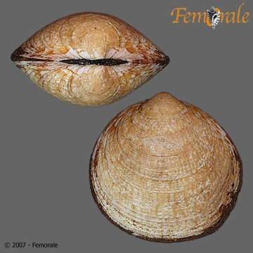 Glycymerididae Dall 1908 resmi