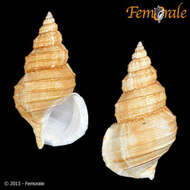 Image of Buccinum Linnaeus 1758