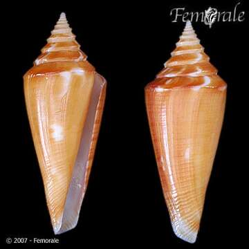 صورة Conus castaneus Kiener 1848