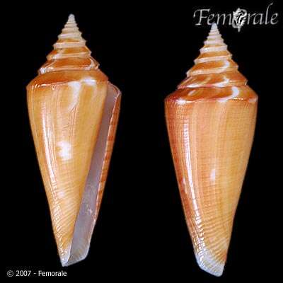 صورة Conus castaneus Kiener 1848