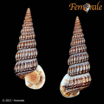 Image de Potamididae