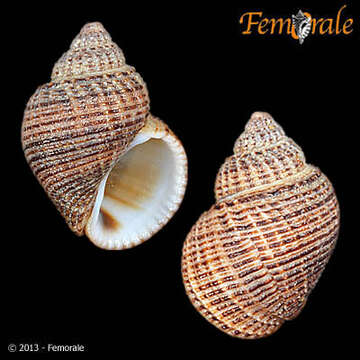 Image of Paludomidae