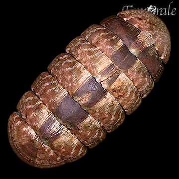 Image of smooth Panama chiton