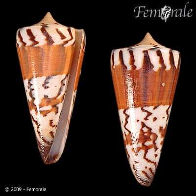 Image of Conus Linnaeus 1758