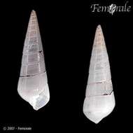 Image de <i>Pyramidella conica</i> C. B. Admas 1852