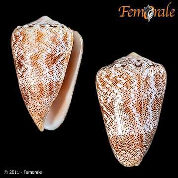 صورة Conus arenatus Hwass ex Bruguière 1792