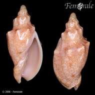 Image of Odontocymbiola Clench & R. D. Turner 1964