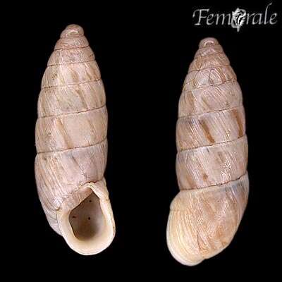 صورة Buliminidae