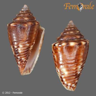 Image of Conasprella jaspidea (Gmelin 1791)