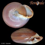 Image of Pleurodontidae