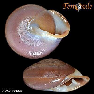 Image of Pleurodontidae